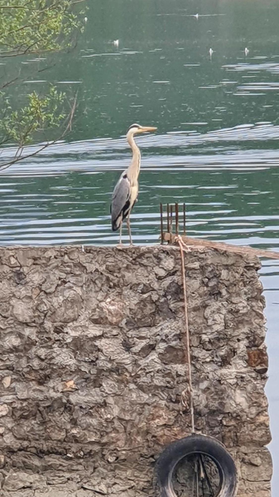 Apartman Skadarsko Jezero Bay Vranjina Exterior foto